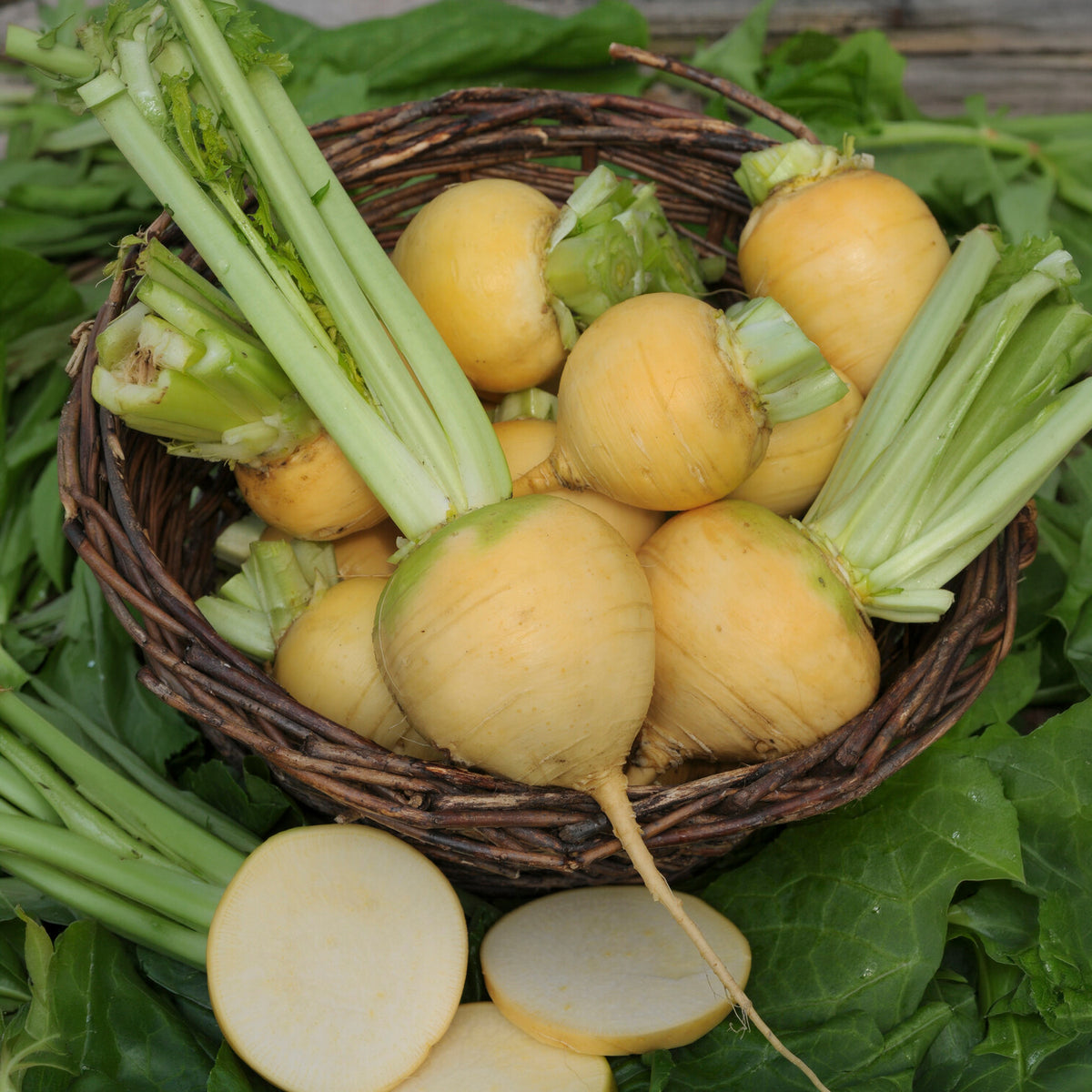 Herbstrübe ‘Goldana’ Bio - Willemse