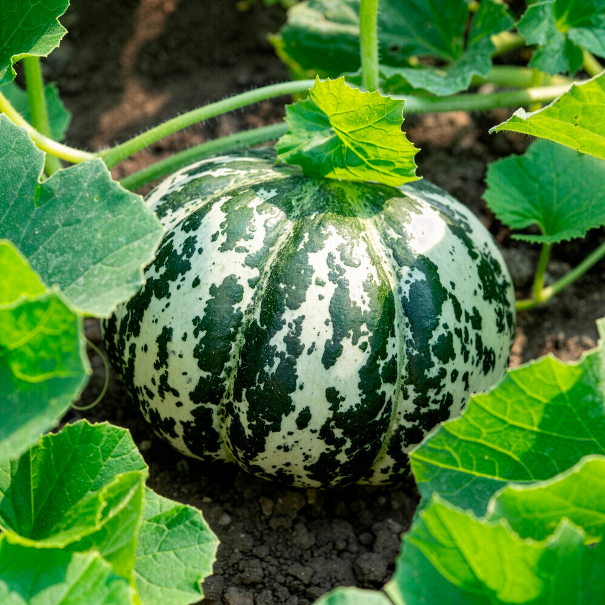 Ananas-Melone ‘Oranje Ananas’ - Cucumis melo oranje ananas - Willemse