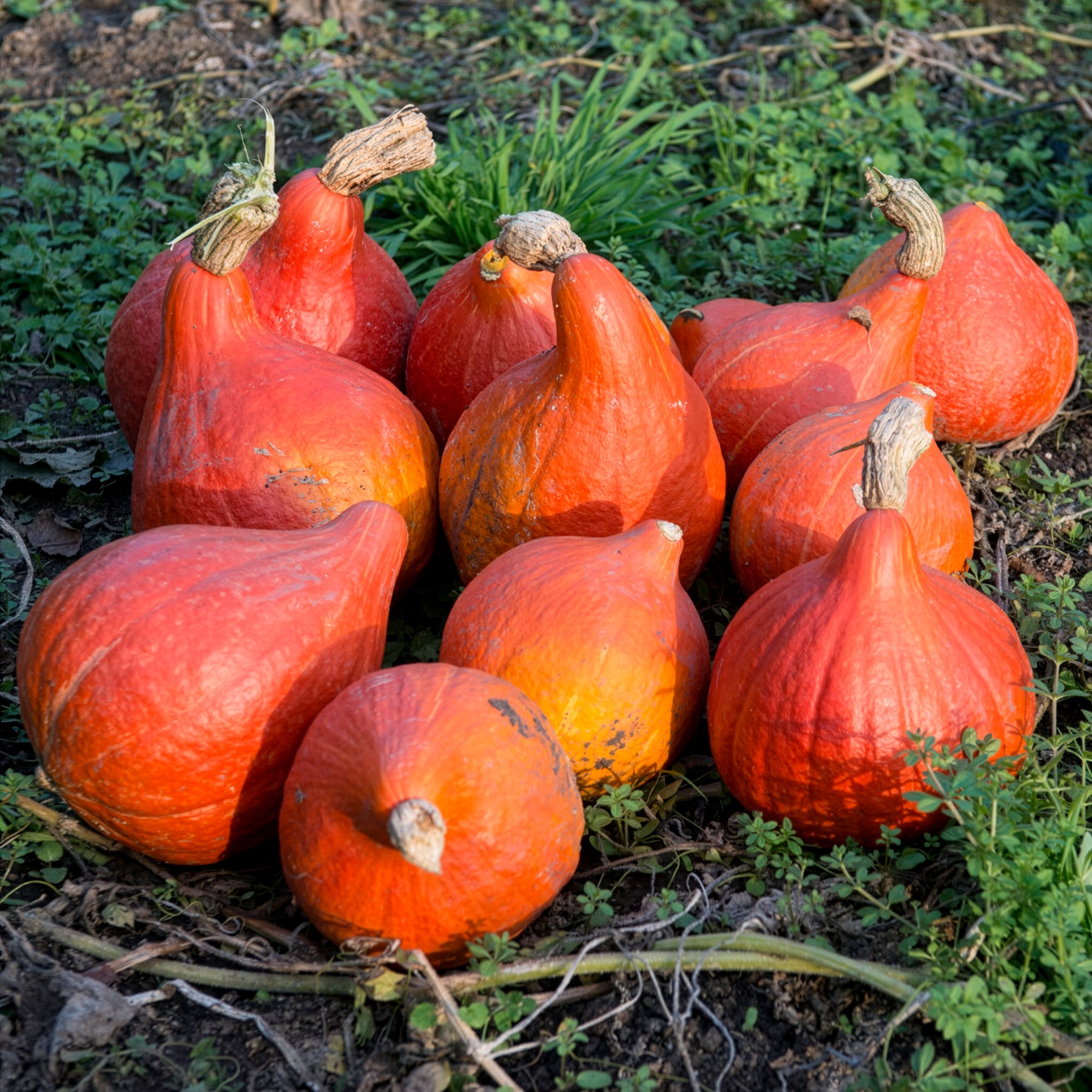 Kürbis Uchiki Kuri Bio - Cucurbita maxima uchiki kuri - Willemse