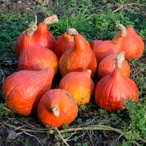 Kürbis Uchiki Kuri Bio - Cucurbita maxima uchiki kuri - Willemse