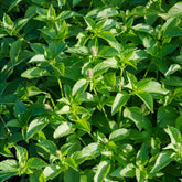 Ocimum citridorum - Zitronenbasilikum Mrs. Burns - Basilikum