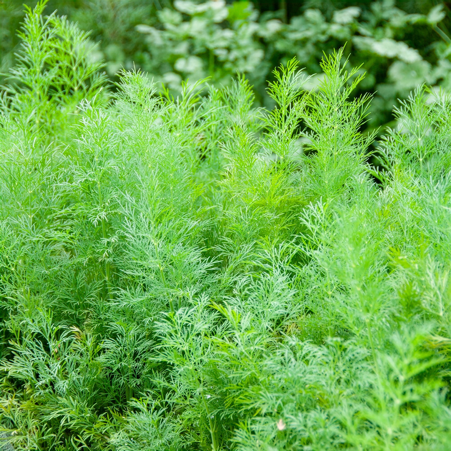 Anethum graveolens compatto - Dill Bouquet Compatto - Kräutersamen