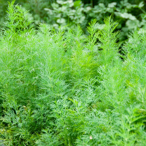 Anethum graveolens compatto - Dill Bouquet Compatto - Kräutersamen