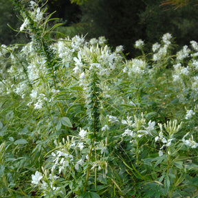 Cleome spinosa white queen - Dornige Cleome White Queen - Cleome - Spinnenblume