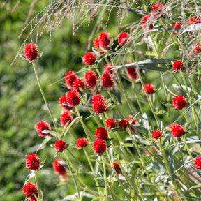 Kugelamarant Strawberry Fields - Willemse