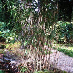 Verkauf Nicht-ausläuferbildender Bambus ‘Campbell’ - Fargesia robusta Campbell