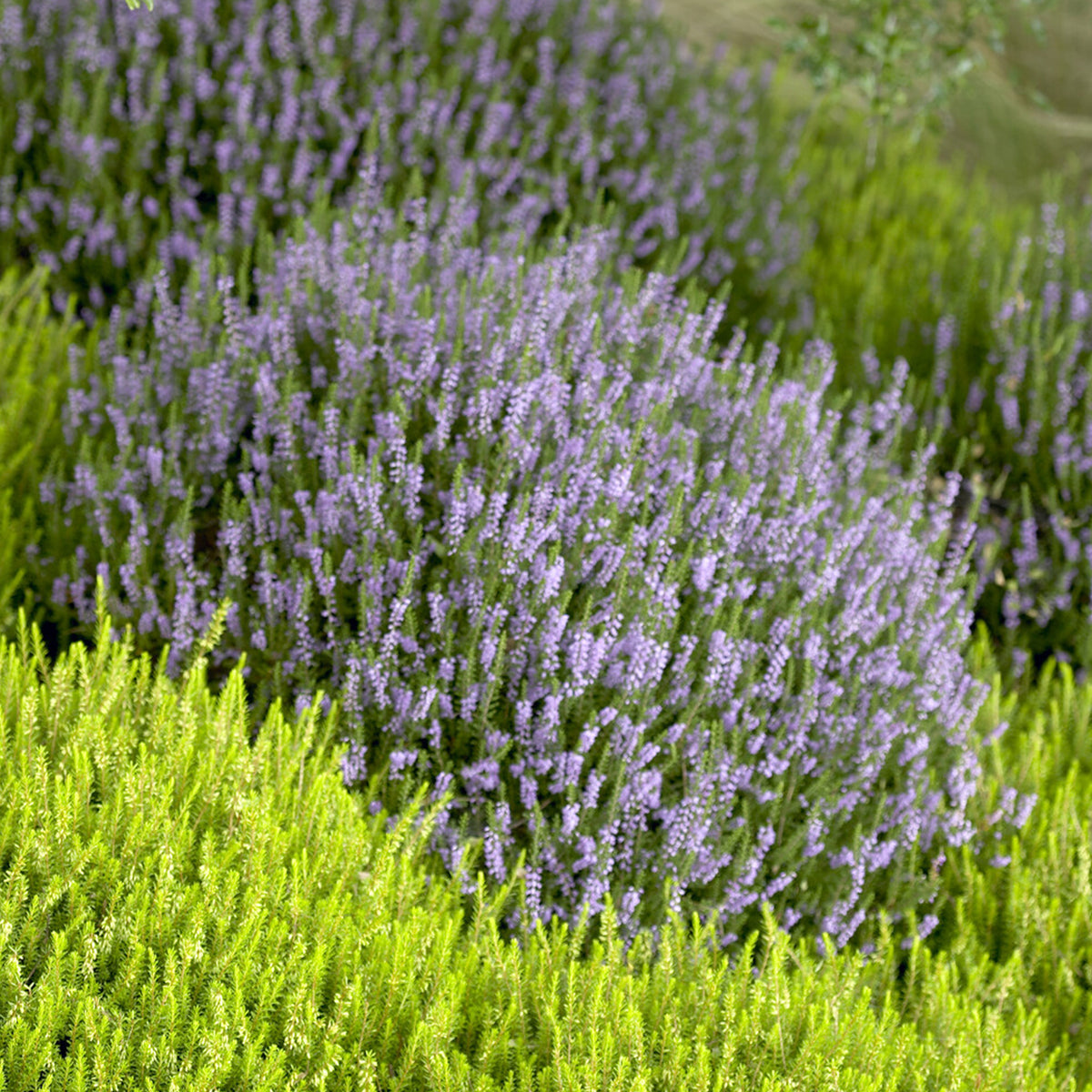 Sommerheide Spring Torch - Calluna vulgaris Spring Torch - Willemse