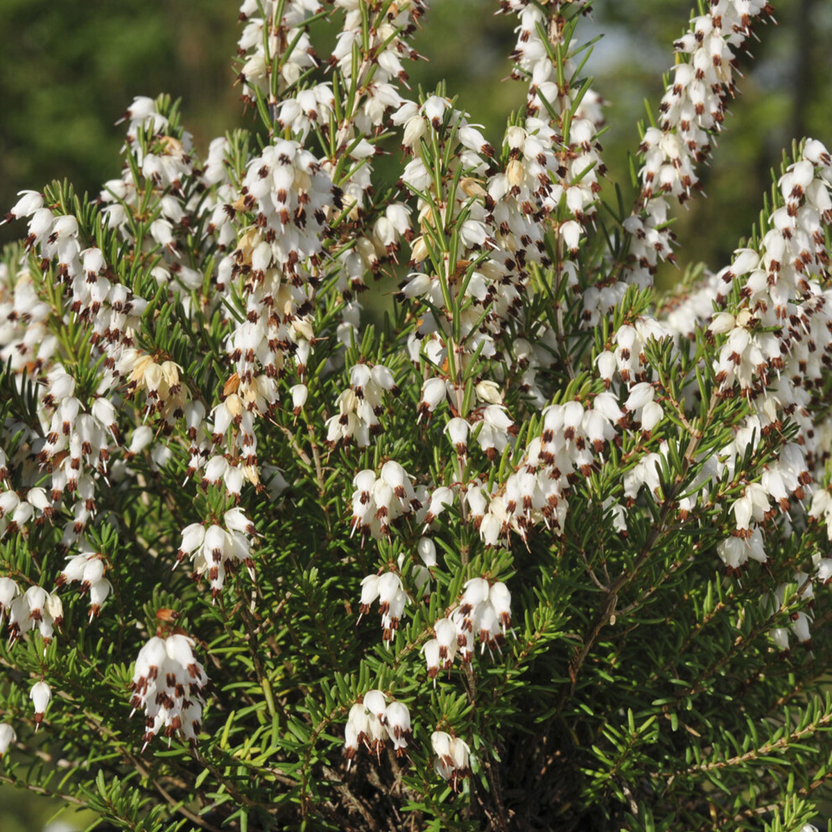 Erica darleyensis white glow - Winterheide White Glow - Heidekraut