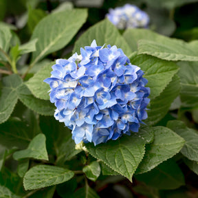 Bauernhortensie So Long® Ebony Monmar - Hydrangea macrophylla so long ® ebony 'monmar' - Willemse