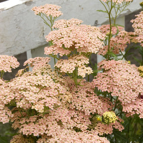 Achillea millefolium Lachsschönheit - Schafgarbe Lachsschönheit - Blühende Stauden