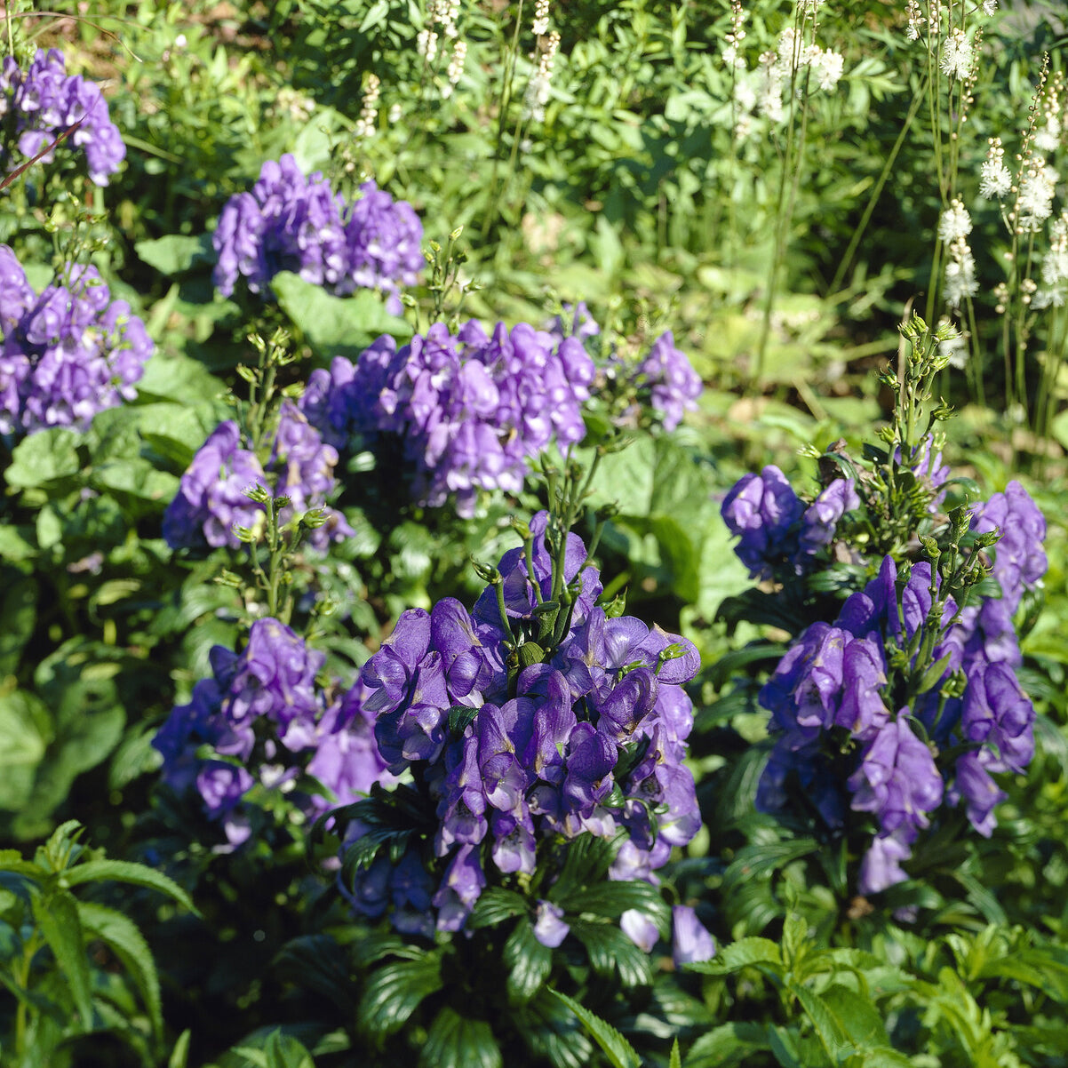 Herbst-Eisenhut Arendsii - Aconitum carmichaelli Arendsii - Willemse