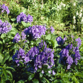 Herbst-Eisenhut Arendsii - Aconitum carmichaelli Arendsii - Willemse