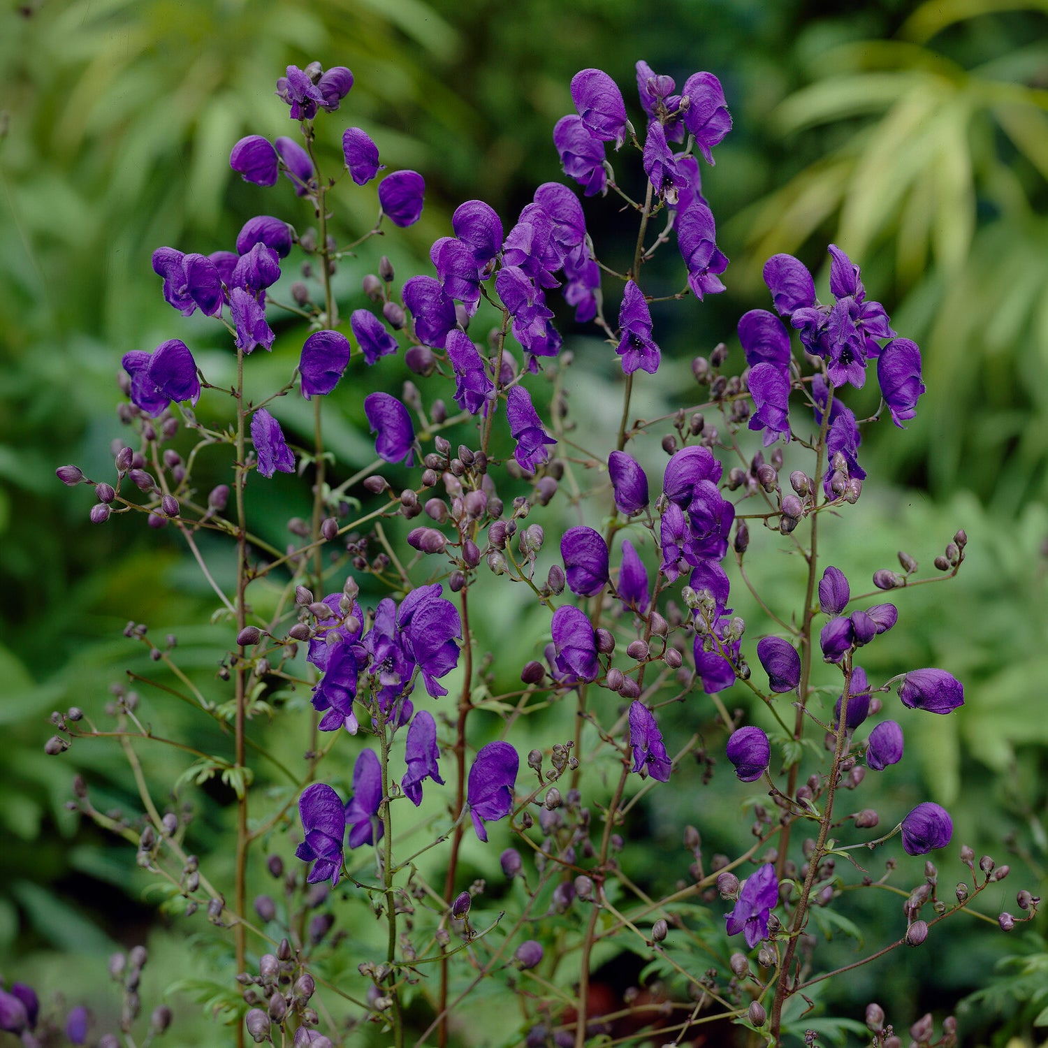 Lockerer Eisenhut Spark - Aconitum henryi Spark's Variety - Willemse