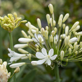 Schmucklilie ‘Arctic Star’ - Agapanthus Arctic Star - Willemse
