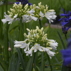 Schmucklilie ‘Arctic Star’ - Willemse