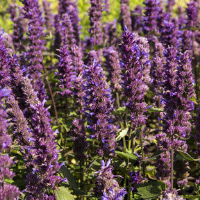 Agastache Blue Boa - Agastache Blue Boa - Willemse