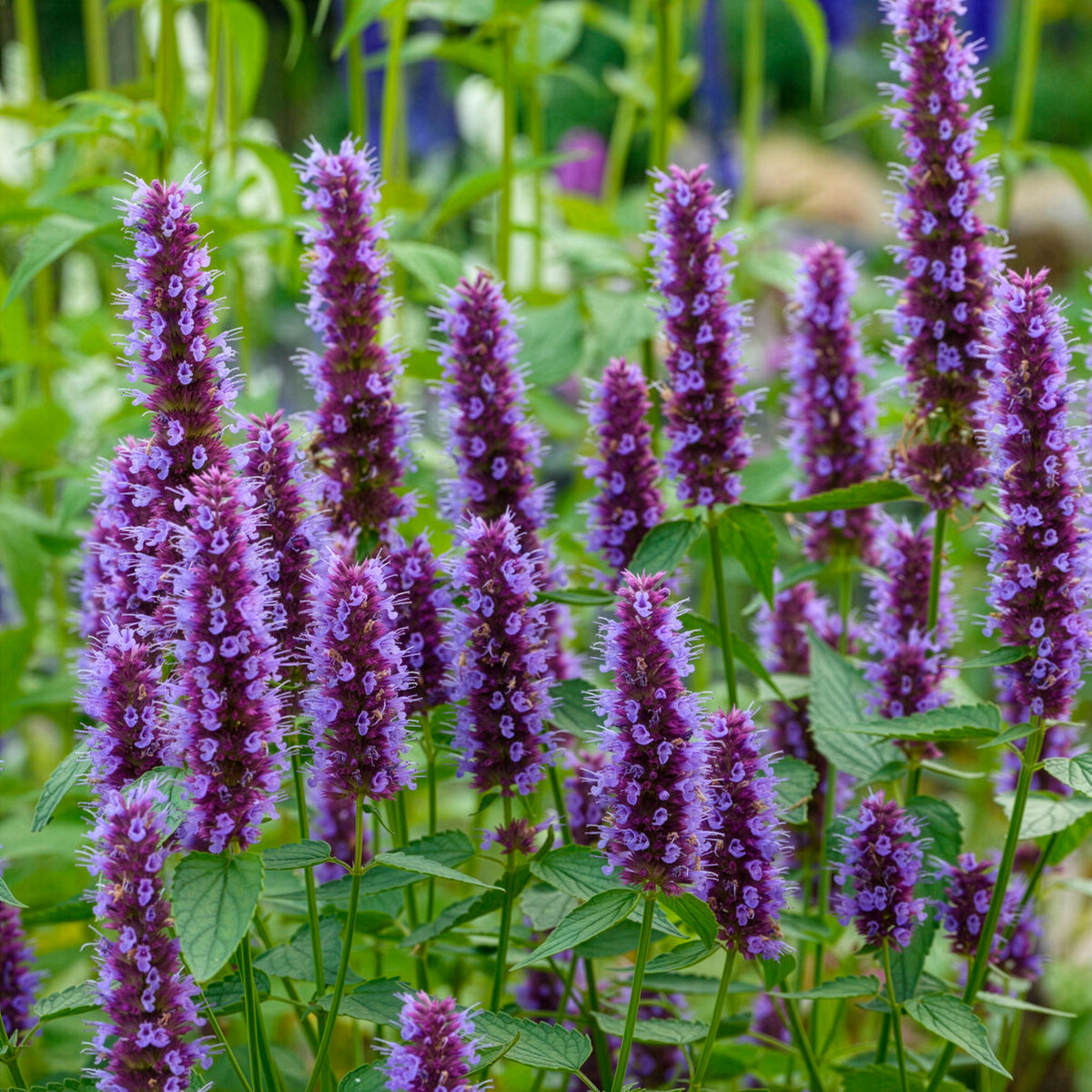 Agastache - Duftnessel Beelicious Purple - Agastache Agapd Beelicious® Purple