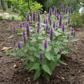 Duftnessel Beelicious Purple - Agastache Agapd Beelicious® Purple - Willemse