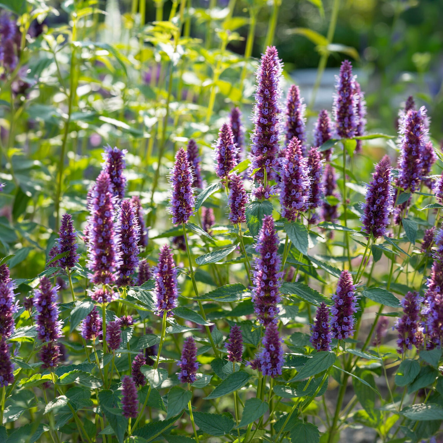 Agastache Agapd Beelicious® Purple - Duftnessel Beelicious Purple - Agastache