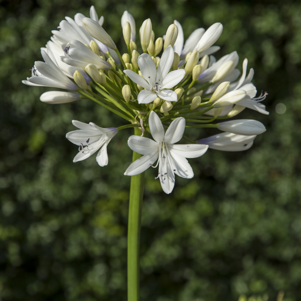 Agapanthus Enigma - Agapanthus Enigma - Willemse
