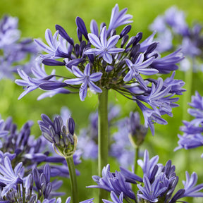 Agapanthus Navy Blue - Agapanthus Navy Blue - Willemse