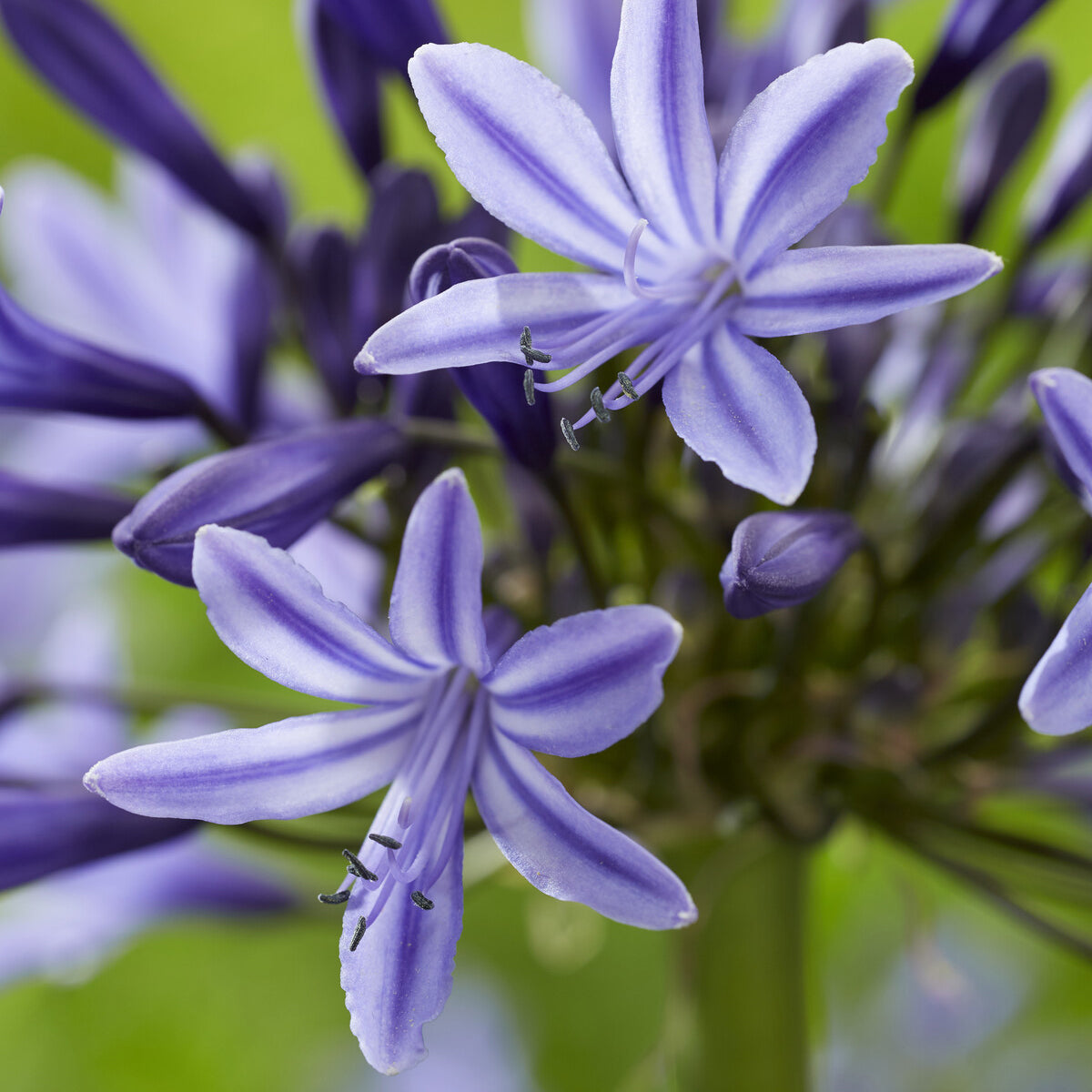 Agapanthus Navy Blue - Agapanthus Navy Blue - Willemse
