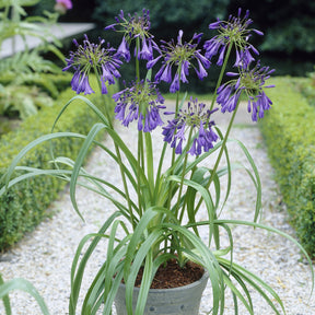 Agapanthus Purple Cloud / Afrikanische Lilie - Willemse