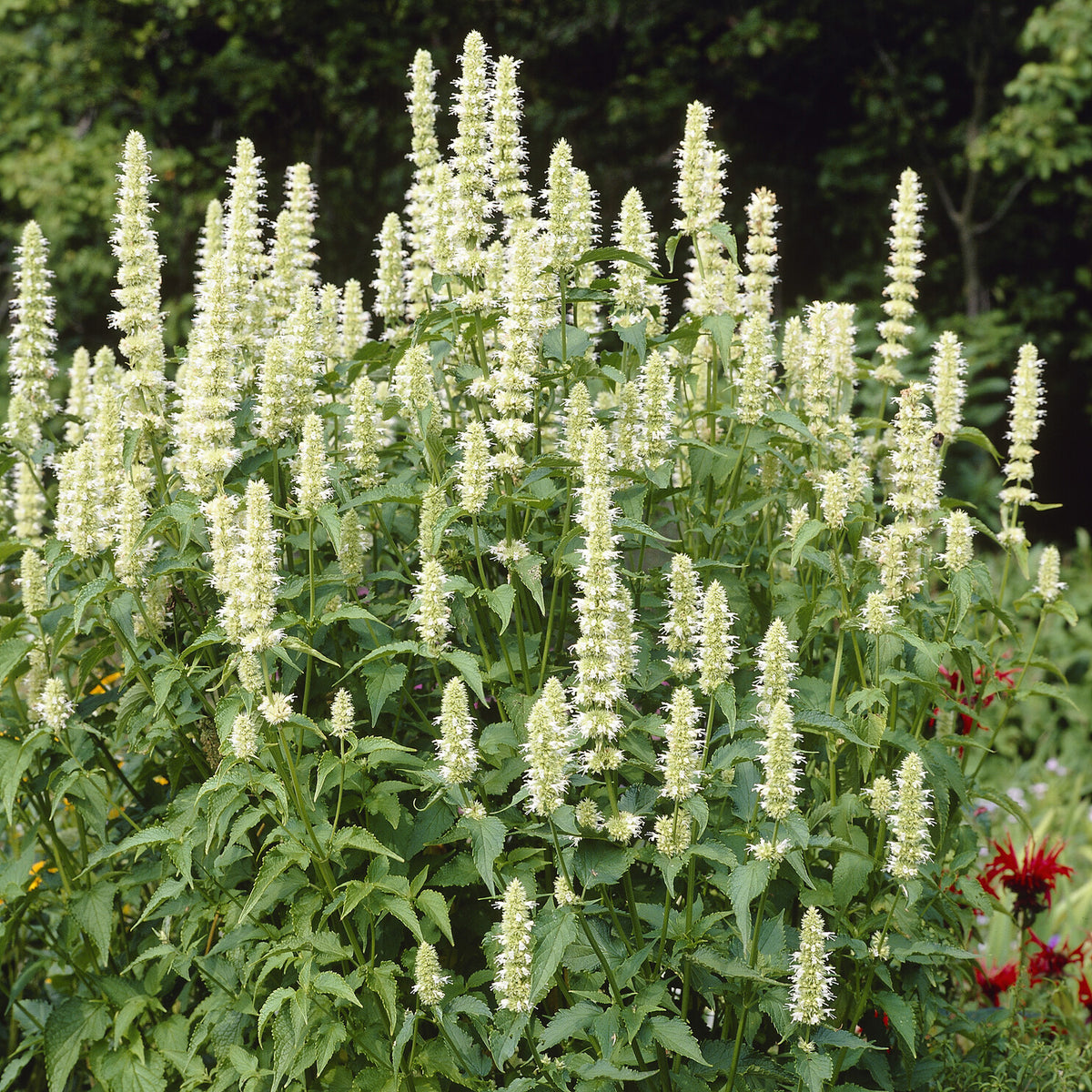 Agastache - Duftnessel 'Alabaster' - Agastache rugosa Alabaster