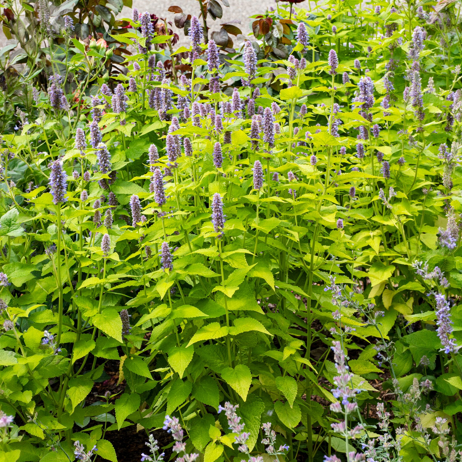 Duftnessel Golden Jubilee - Agastache rugosa Golden Jubilee - Willemse