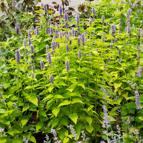 Duftnessel Golden Jubilee - Agastache rugosa Golden Jubilee - Willemse