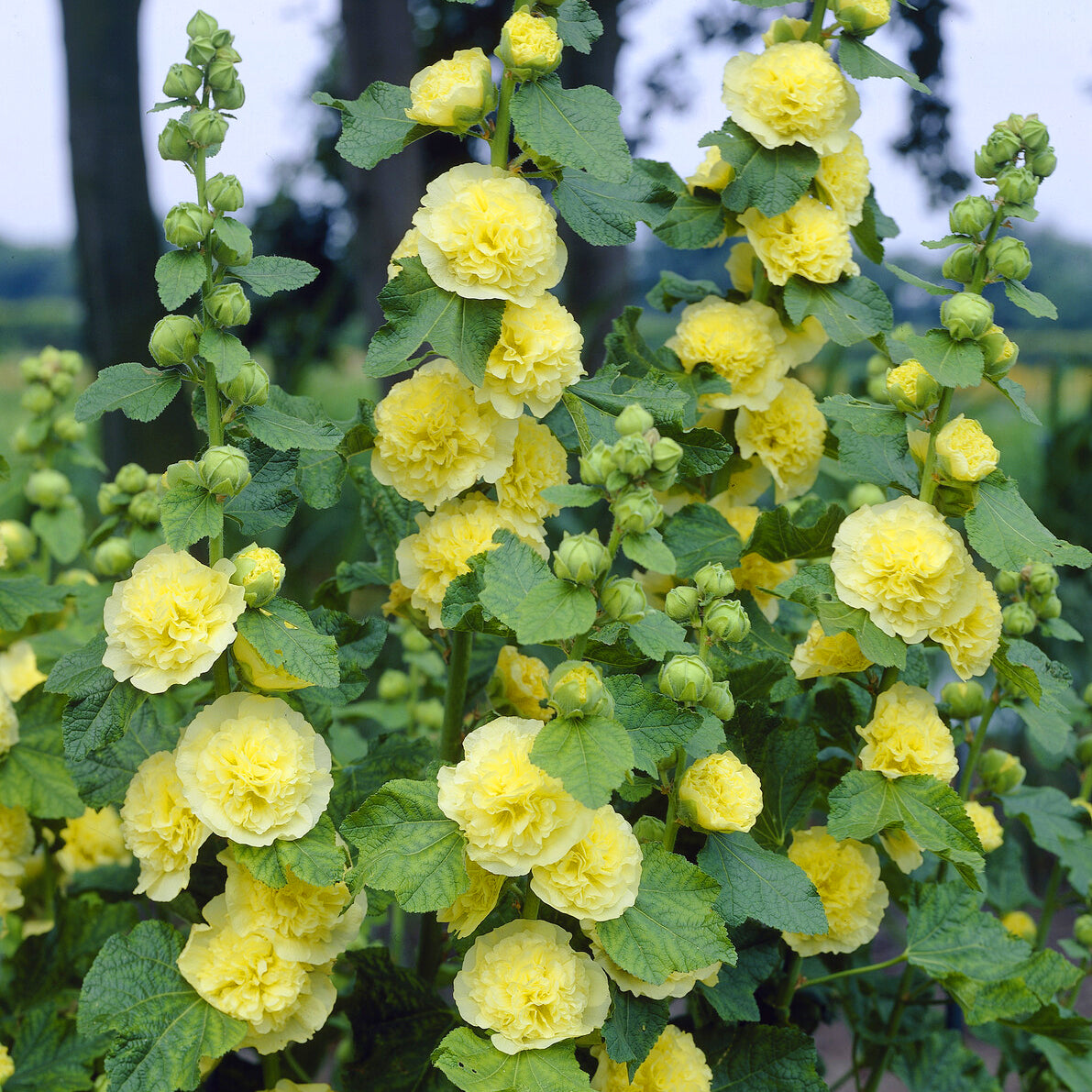 Stockrose Chater´s Double Yellow - Willemse
