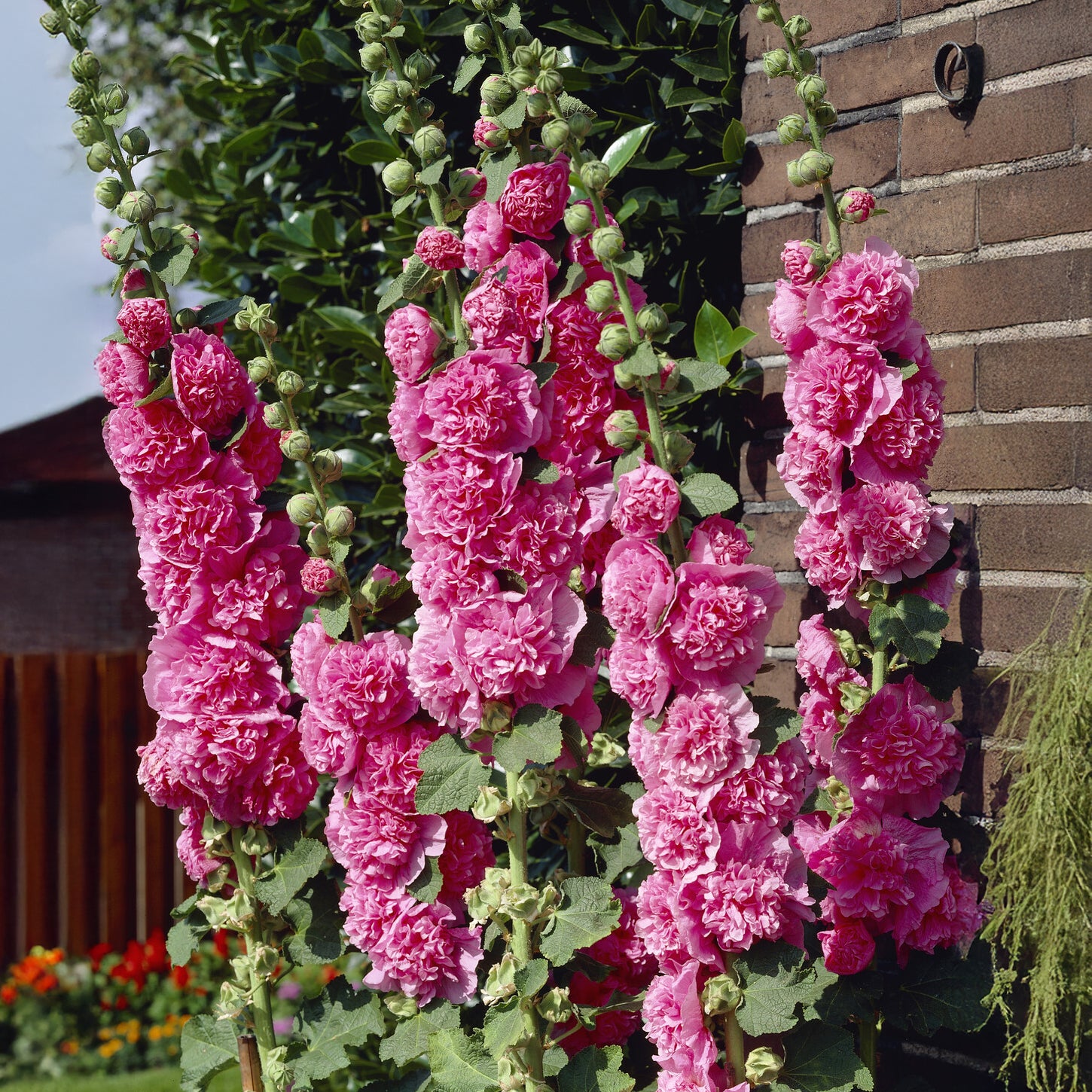 Stockrose Chaters Double Group Pink - Willemse