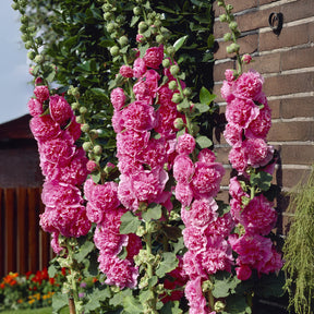Stockrose Chaters Double Group Pink - Willemse