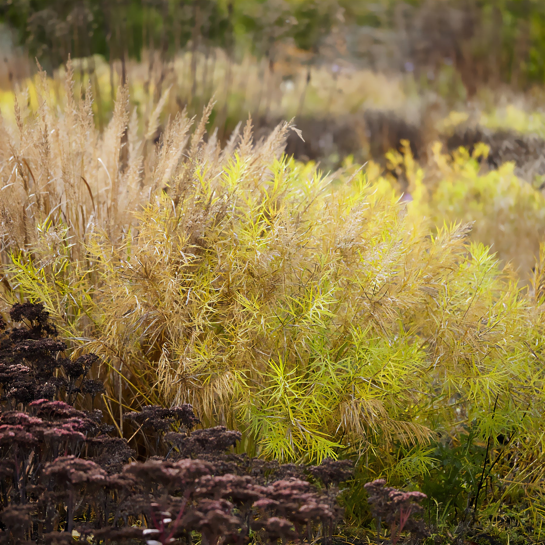 Stauden - Amsonia hubrichtii - Amsonia hubrichtii