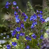 Ochsenzunge ‘Loddon Royalist’ - Anchusa azurea Loddon Royalist - Willemse