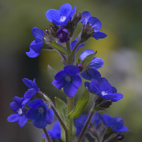 Ochsenzunge ‘Loddon Royalist’ - Willemse