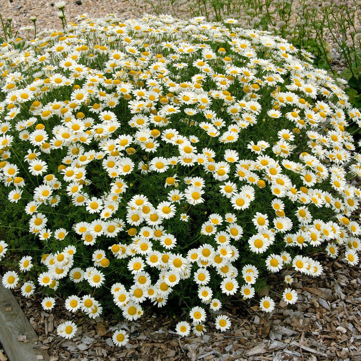 Färber-Hundskamille Sauce Hollandaise - Anthemis x hybrida Sauce Hollandaise - Willemse