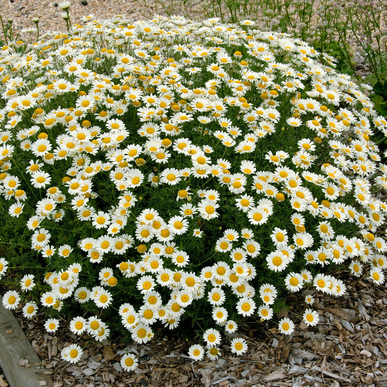 Färber-Hundskamille Sauce Hollandaise - Anthemis x hybrida Sauce Hollandaise - Willemse