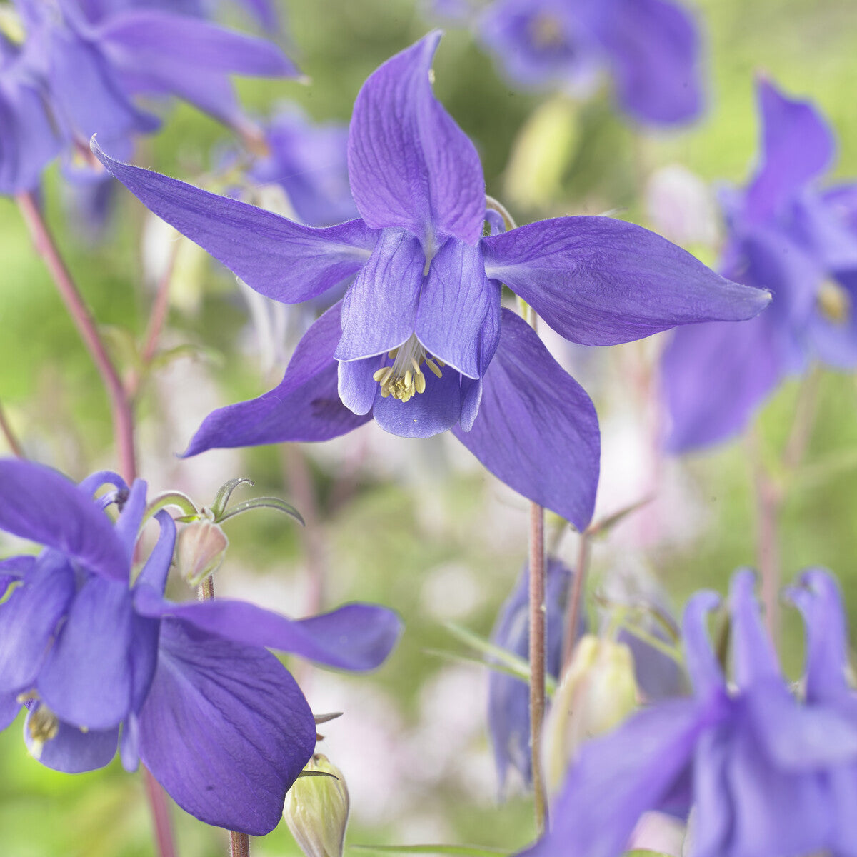 Alpen-Akelei - Aquilegia alpina - Willemse