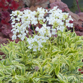 Kriechende Araberwurz Old Gold - Arabis ferdinandi-coburgii Old Gold - Willemse