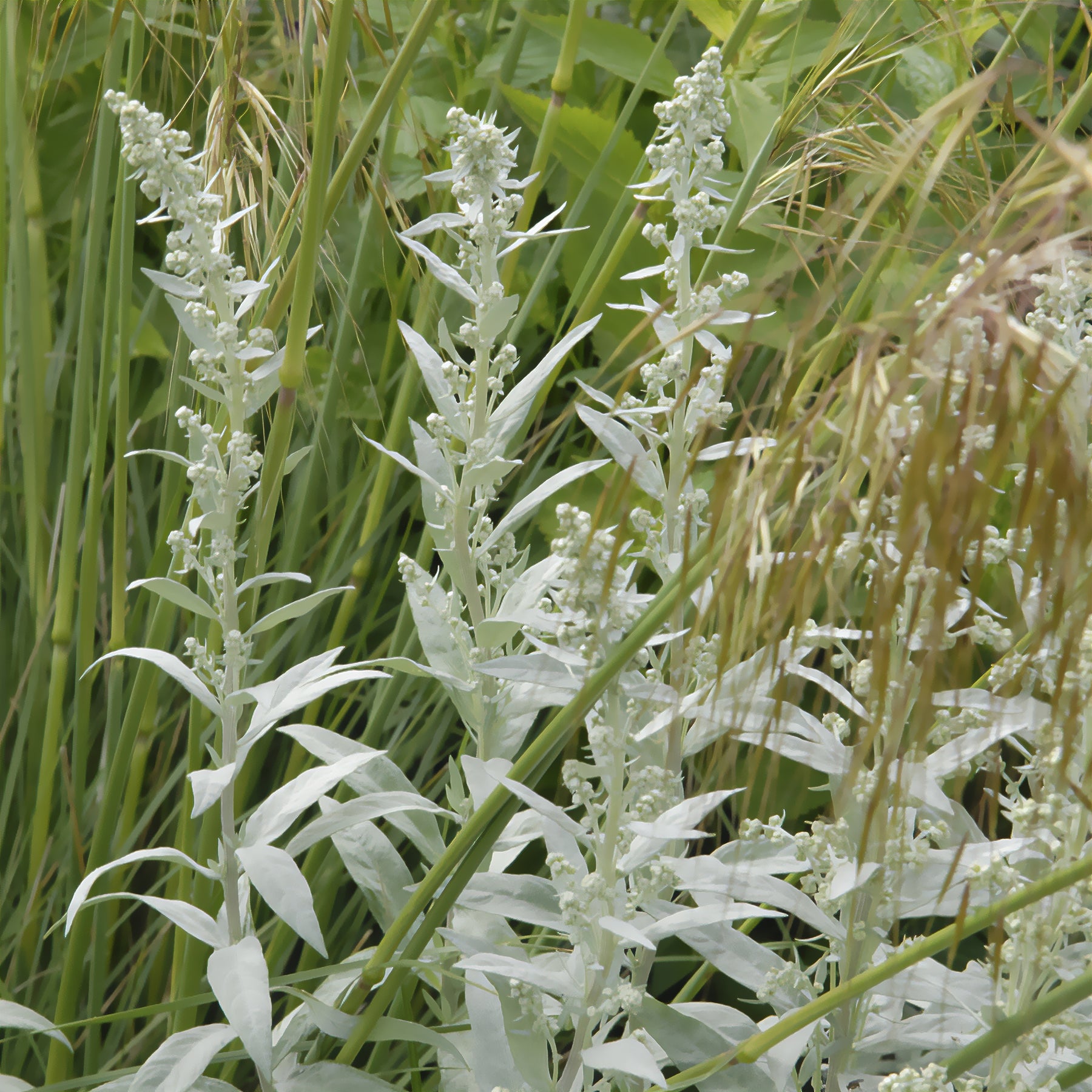 Silbriger Beifuß Silver Queen - Artemisia ludoviciana silver queen - Willemse