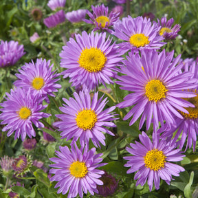 Aster alpinus Happy End - Niedrige Garten-Aster 'Happy End' - Astern