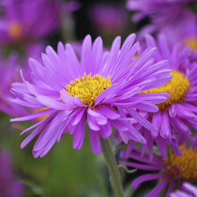 Niedrige Garten-Aster 'Happy End' - Aster alpinus Happy End - Willemse