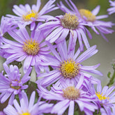 Sommer-Aster 'Rosa Erfüllung' - Aster amellus Rosa Erfüllung - Willemse