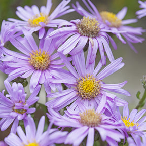 Sommer-Aster 'Rosa Erfüllung' - Aster amellus Rosa Erfüllung - Willemse