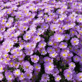 Kissen-Aster 'Herbstgruß vom Bresserhof' - Aster dumosus Herbstgruss vom Bresserhof - Willemse