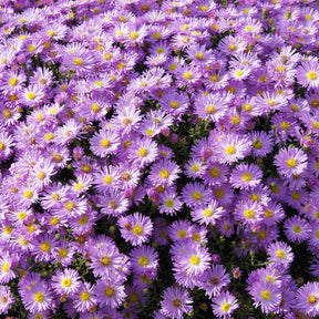 Kissen-Aster 'Herbstgruß vom Bresserhof' - Aster dumosus Herbstgruss vom Bresserhof - Willemse