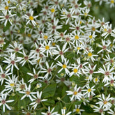 Aster divaricatus - Sperrige Aster - Astern