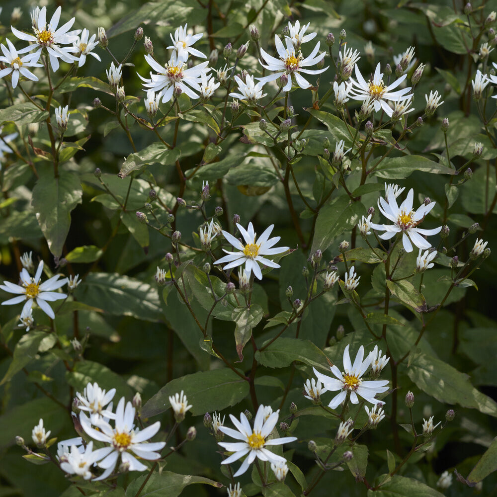 Sperrige Aster - Aster divaricatus - Willemse