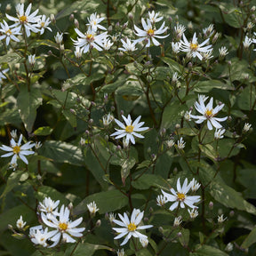 Sperrige Aster - Aster divaricatus - Willemse
